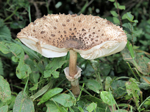 Macrolepiota procera