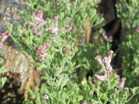 Fumaria officinalis