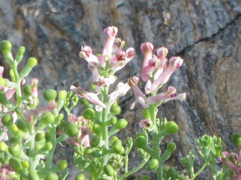 Fumaria officinalis