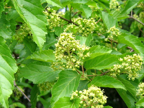 Acer ginnala