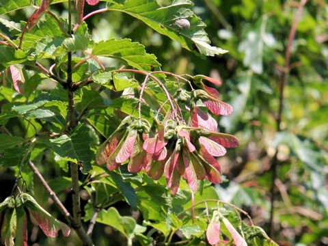 Acer ginnala