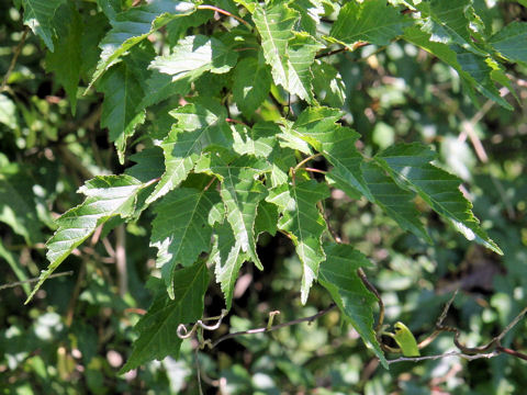 Acer ginnala