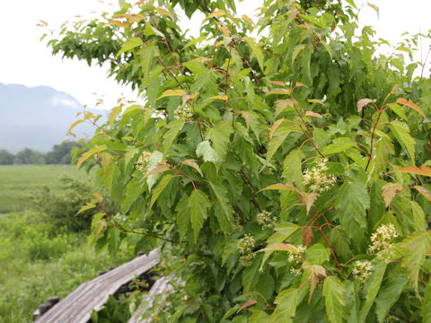 Acer ginnala