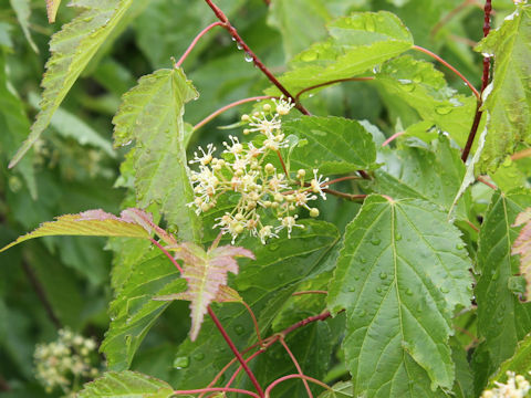 Acer ginnala