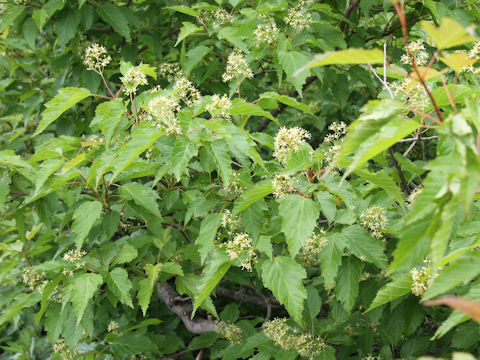 Acer ginnala