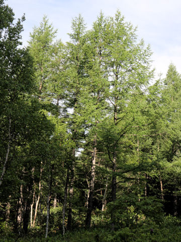 Larix kaempferi