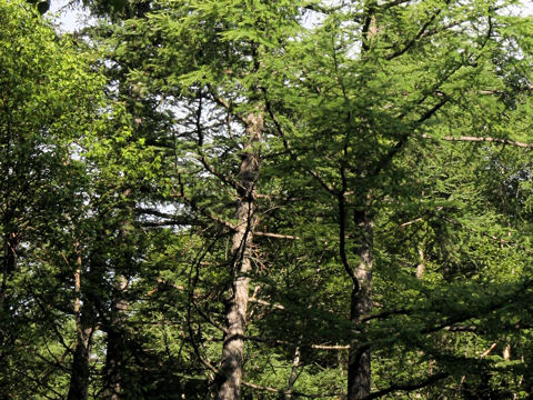 Larix kaempferi