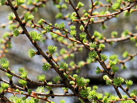 Larix kaempferi