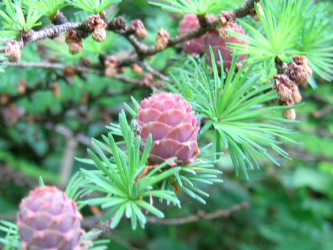 Larix kaempferi