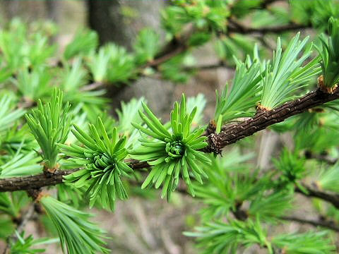 Larix kaempferi