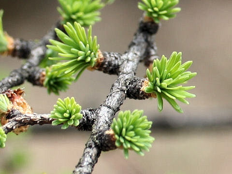 Larix kaempferi