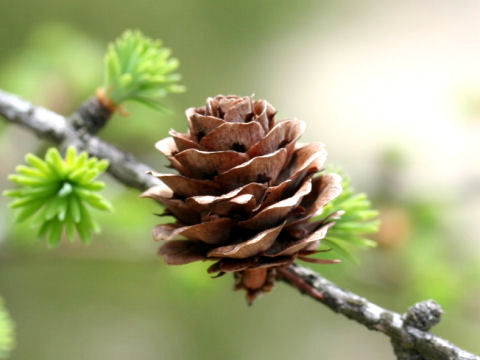 Larix kaempferi