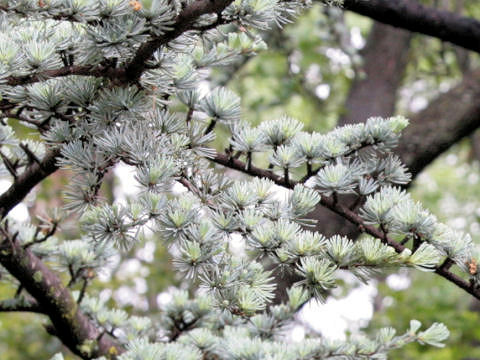 Larix kaempferi cv.