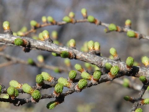 Larix kaempferi