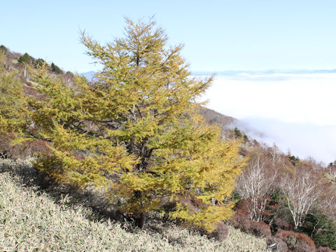 Larix kaempferi