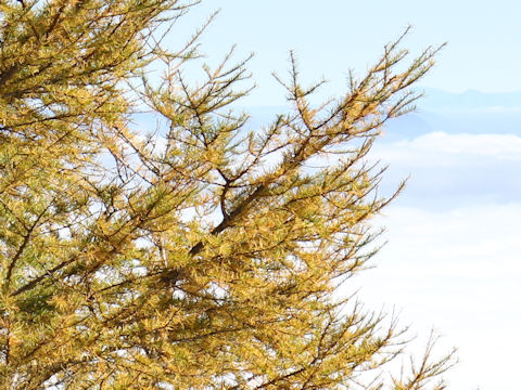 Larix kaempferi