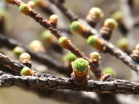 Larix kaempferi