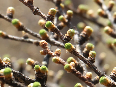 Larix kaempferi