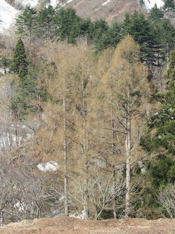 Larix kaempferi