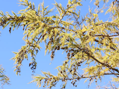 Larix kaempferi