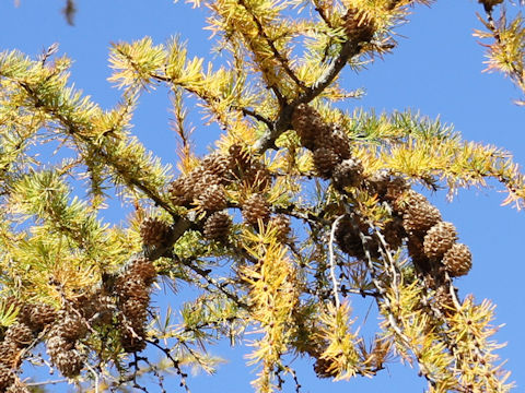 Larix kaempferi