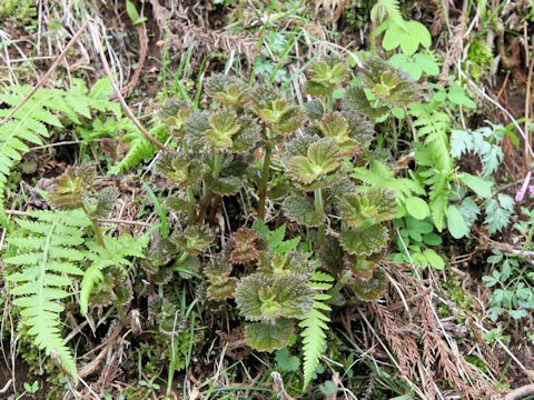 Boehmeria nipononivea