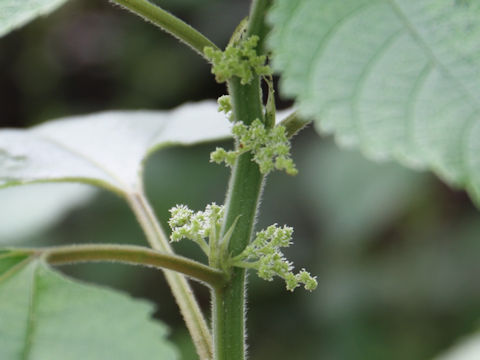 Boehmeria nipononivea