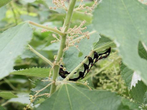 Boehmeria nipononivea