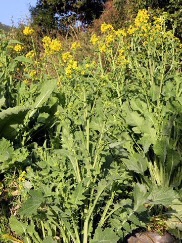 Brassica juncea var. cernua