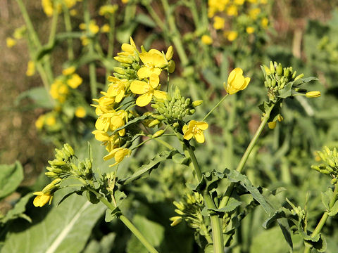 Brassica juncea var. cernua