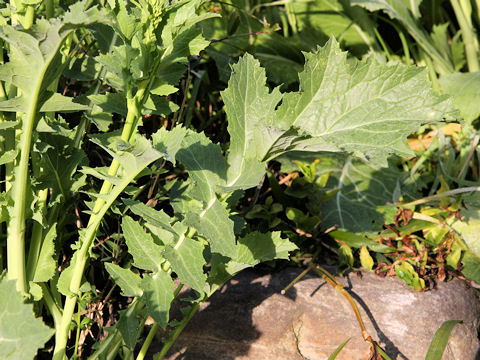 Brassica juncea var. cernua