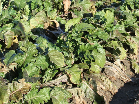 Brassica juncea var. cernua