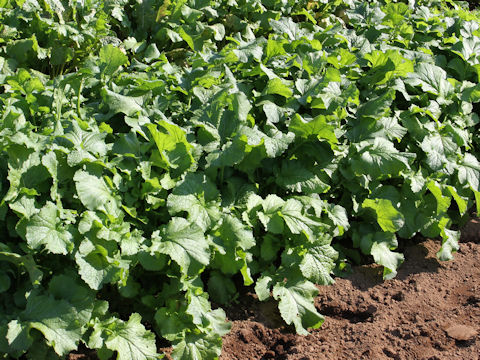 Brassica juncea var. cernua