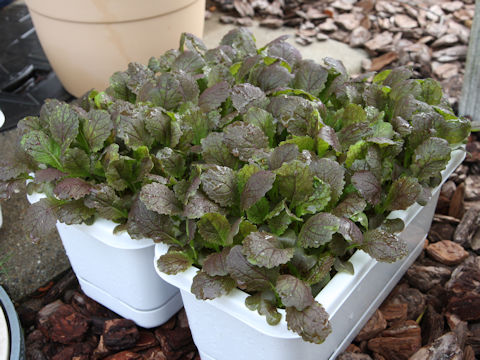 Brassica juncea var. cernua