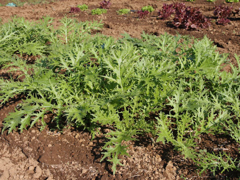 Brassica juncea var. cernua