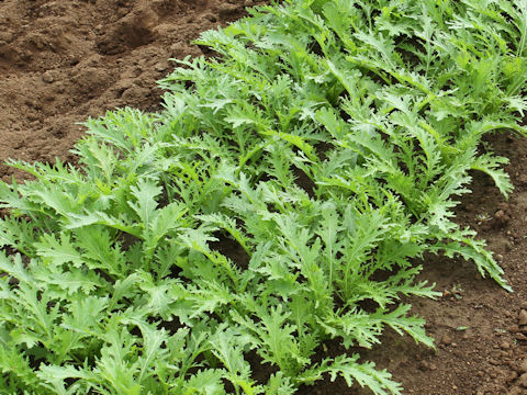 Brassica juncea var. cernua