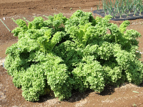 Brassica juncea var. cernua cv. Ovation Green Mix