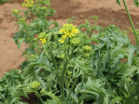 Brassica juncea var. cernua cv. Osaka Purple Mustard