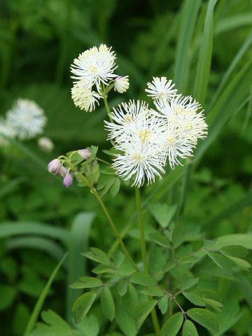 Thalictrum aquilegifolium var. intermedium