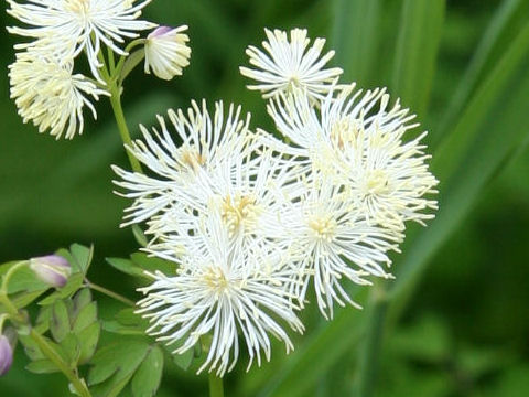 Thalictrum aquilegifolium var. intermedium