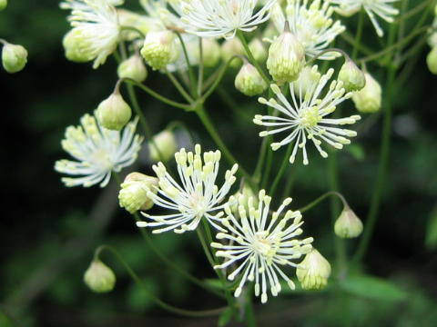 Thalictrum aquilegifolium var. intermedium