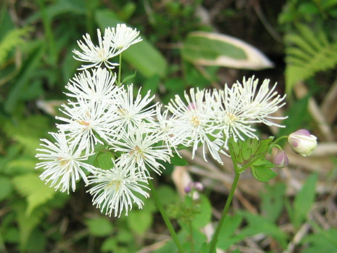 Thalictrum aquilegifolium var. intermedium