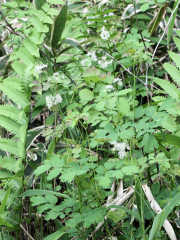 Thalictrum aquilegifolium var. intermedium