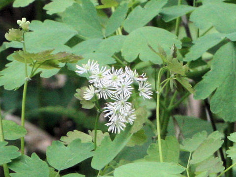 Thalictrum aquilegifolium var. intermedium