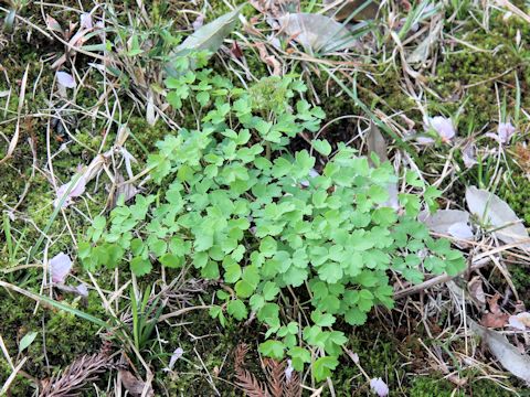 Thalictrum aquilegifolium var. intermedium