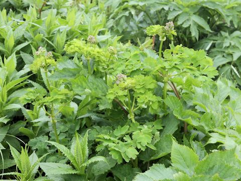 Thalictrum aquilegifolium var. intermedium