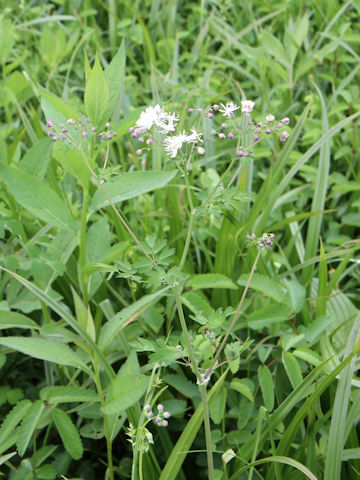 Thalictrum aquilegifolium var. intermedium