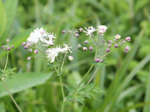 Thalictrum aquilegifolium var. intermedium