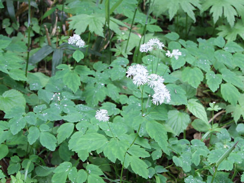 Thalictrum aquilegifolium var. intermedium