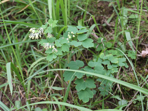 Thalictrum aquilegifolium var. intermedium